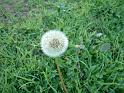 Dandelion Flower_2